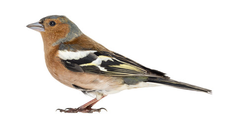 Common Chaffinch, isolated on white - Fringilla coelebs