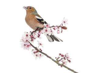 Common Chaffinch perched on Japanese cherry branch, tweeting