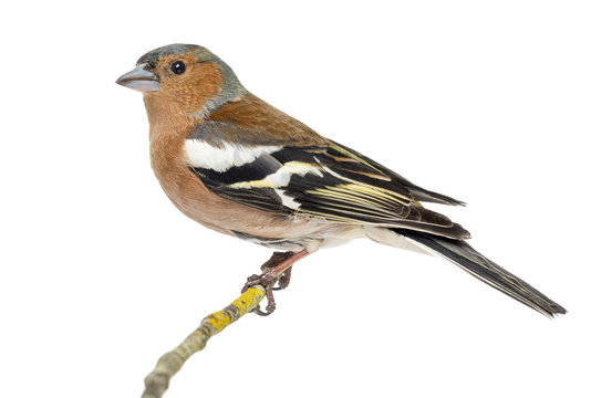 Common Chaffinch perched on branch, Fringilla coelebs