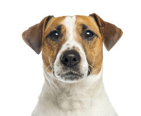 Close-up of a Jack Russell Terrier, 2 years old, isolated