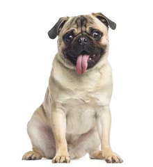 Peel and stick wall murals Dog Pug, sitting and panting, 1 year old, isolated on white