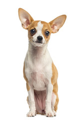 Chihuahua puppy sitting and facing, 4 months old, isolated