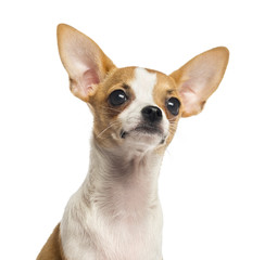 Close-up of a Chihuahua puppy looking up, 4 months old
