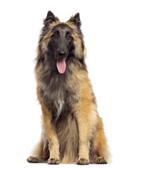 Belgian Shepherd sitting, panting, 9 months old, isolated on w