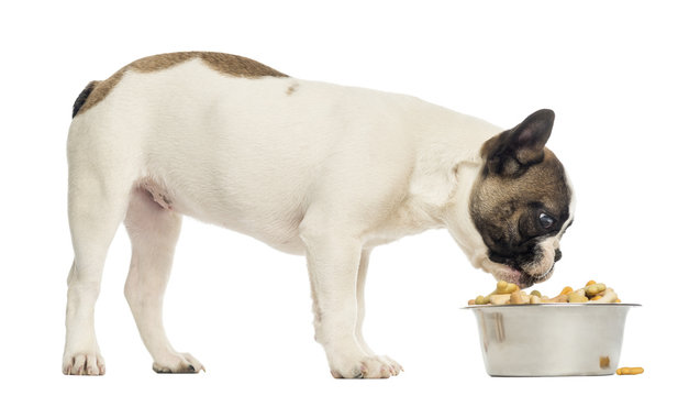 French Bulldog puppy eating from a full bowl, 4 months old