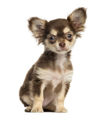 Chihuahua puppy sitting, looking at the camera, isolated