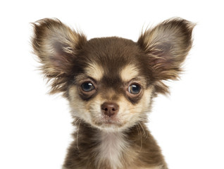 Close-up of a Chihuahua puppy looking at the camera