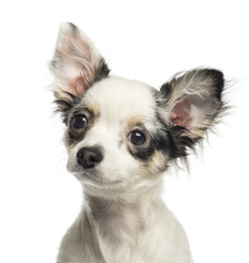 Close-up of a Chihuahua puppy, isolated on white