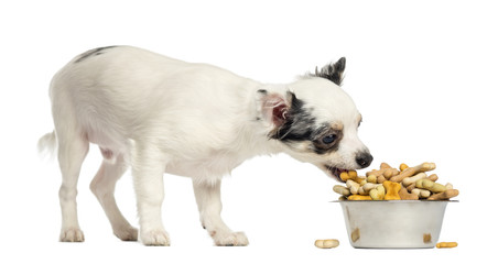 Chihuahua puppy eating dog biscuits from a bowl