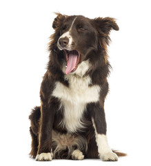 Border Collie sitting, yawning, 9 months old, isolated on white