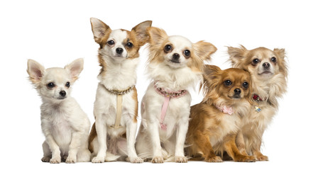 Group of Chihuahua sitting, isolated on white