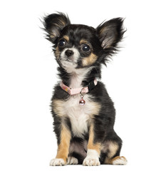 Fototapeta premium Chihuahua puppy wearing fancy collar, 3 months old, isolated