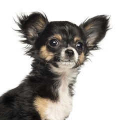 Close-up of a Chihuahua puppy, 3 months old, isolated on white