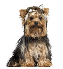 Yorkshire Terrier wearing a bow, sitting, looking at the camera