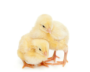 Fototapeta premium chick on white background