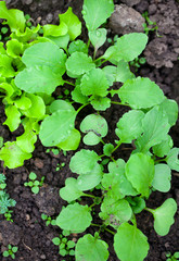 growing radishes and lettuce