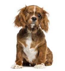 One-eyed Cavalier King Charles puppy sitting, 4 months old © Eric Isselée