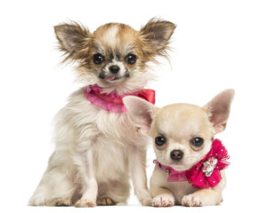 Two Chihuahua puppies with bow collars, isolated on white