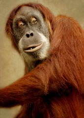 Oran Utan