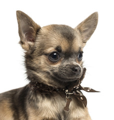 Close-up of a Chihuahua puppy with fancy dog collar, isolated