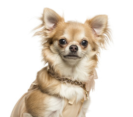 Close-up of a Chihuahua with collar, looking at the camera