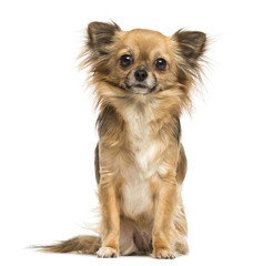 Sitting Chihuahua looking at the camera, 2 years old, isolated