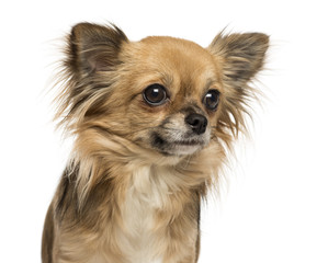 Close-up of a Chihuahua 2 years old, isolated on white
