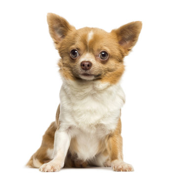Sitting Chihuahua, 2 years old, isolated on white