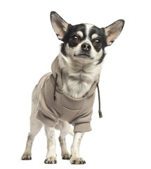 Standing Chihuahua wearing a sweater, 18 months old, isolated