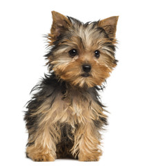 Yorkshire Terrier puppy sitting, 3 months old, isolated on white