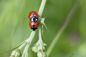 coccinelle procréation