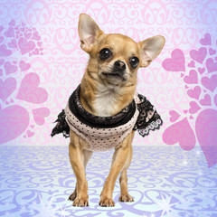 Dressed up Chihuahua on heart background, 3 years old