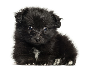 German Spitz puppy lying down, looking at the camera