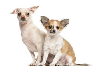 Obraz premium Two Chihuahua sitting, looking at the camera, 18 and 4 months