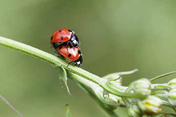 Fototapeta premium coccinelle procréation