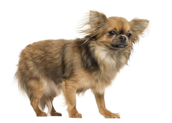 Side view of a Chihuahua standing, 18 months old, isolated