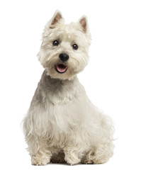 West Highland White Terrier panting, sitting, 18 months old