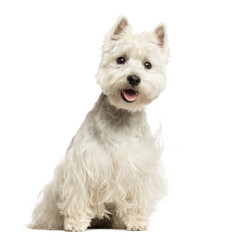 West Highland White Terrier panting, sitting, isolated on white