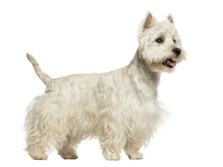 Side view of a West Highland White Terrier panting