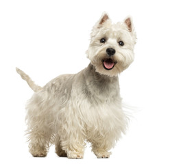 West Highland White Terrier panting, looking happy