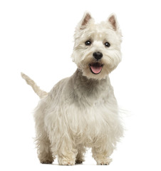 West Highland White Terrier panting, looking happy