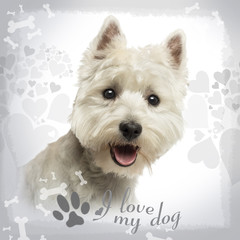 Close-up of a West Highland White Terrier panting