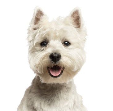 Close-up of a West Highland White Terrier, looking at the camera
