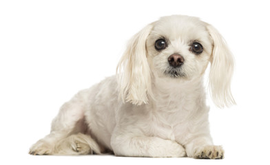 Maltese lying, isolated on white