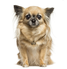 Chihuahua sitting, looking at the camera, 4 years old, isolated