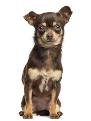 Chihuahua sitting, looking at the camera, 13 months old