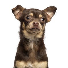 Close-up of a Chihuahua, 13 months old, isolated on white