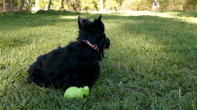 Scottish terrier sitting on the grass in the park