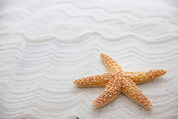 Fototapeta na wymiar Starfish