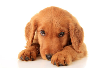 Golden Irish puppy - Powered by Adobe